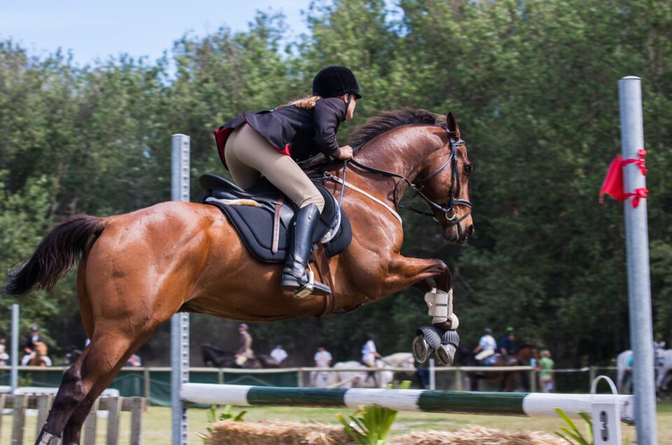 FOREST RANCH - CLUB D'ÉQUITATION À BOUSKOURA